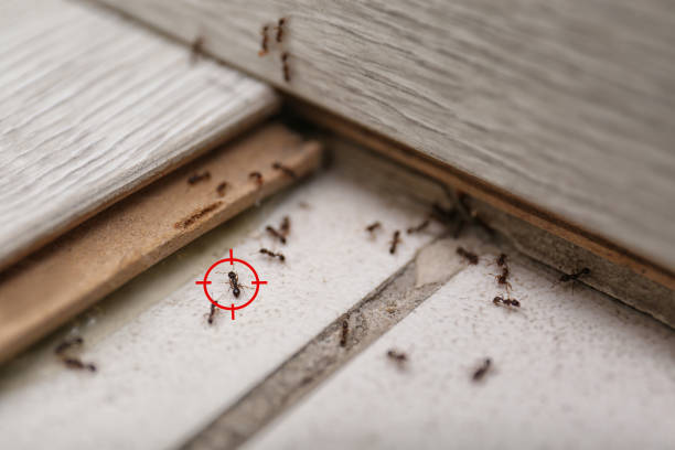 Best Best Pest Control Near Me  in Lake Caroline, VA